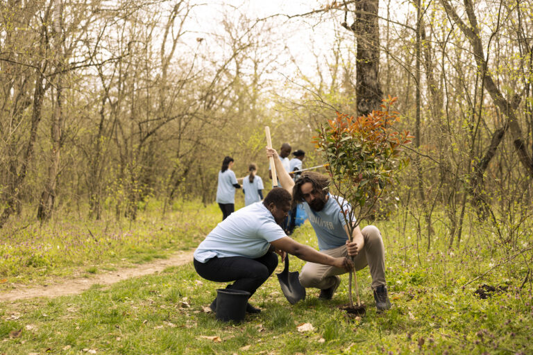 Man and woman activists covering hole by planting small tree in the woods, contributing to the reforestation and conservation project. People doing voluntary work to save the planet.